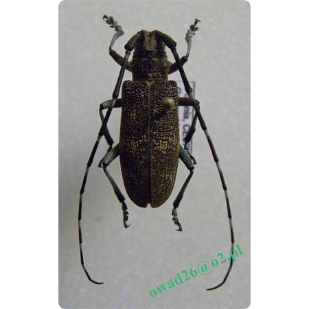 Monochamus galloprovincialis (Olivier , 1795) female Żerdzianka sosnówka